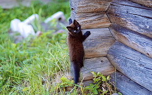 short-coated brown cat climbing on the brown wooden house HD wallpaper