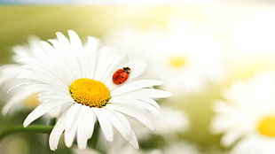 macro shot photography of white petaled flower and lady bug