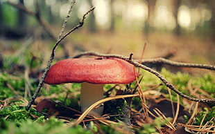 tilt shift lens photography of red and white mushroom