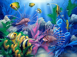 school of fish HD wallpaper