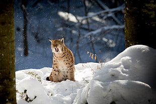 brown wild cat, nature, animals, lynx, winter HD wallpaper