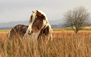 brown and white horse, horse, animals