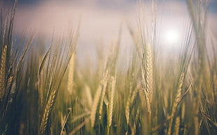 green rice field photo shot during daytime