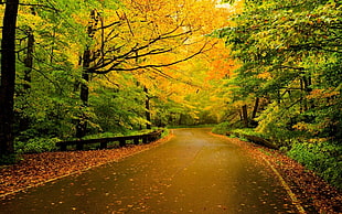 green leaf tree, nature, road, trees HD wallpaper