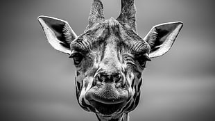 Giraffe black and white photo, monochrome, giraffes, animals, wildlife HD wallpaper
