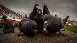 black pigeons, dove, birds, street, humor HD wallpaper