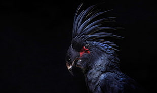 black bird on black background, animals, birds, parrot