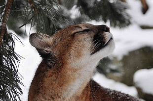 close up photo Mountain Lion under tree