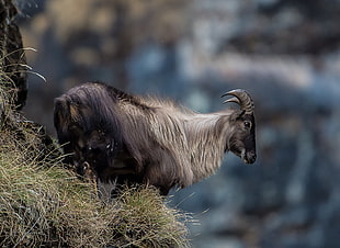 gray mountain goat standing on grass, tahr