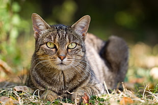 black and brown tabby cat laying on green grass