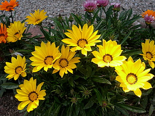 yellow petal flowers
