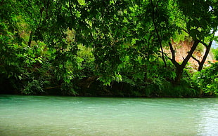 calm river, nature, landscape, river, Greece HD wallpaper