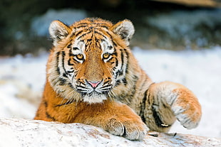 photo of tiger laying on ground HD wallpaper