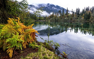 lake and tree, landscape, water, mountains, plants