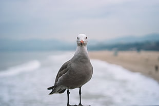 white seagull overlooking beach shoreline during daytime