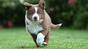 closeup photo of white and liver Border Collie puppy