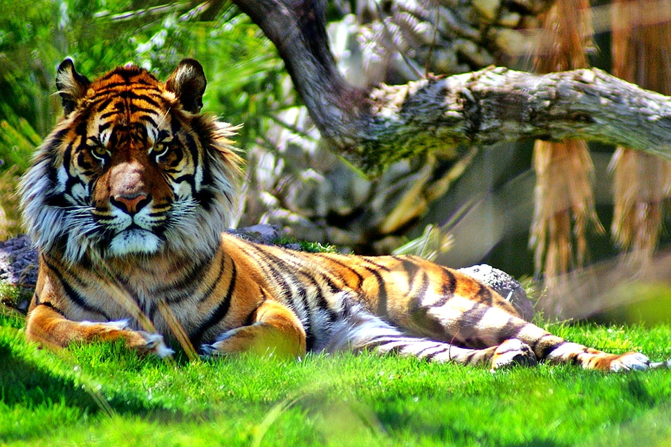tiger lying on grass field, sumatran tiger, panthera tigris sumatrae HD wallpaper
