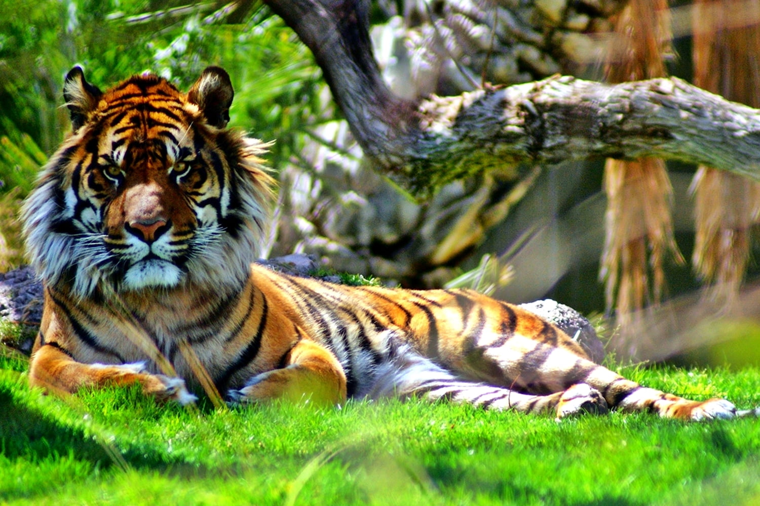 tiger lying on grass field, sumatran tiger, panthera tigris sumatrae