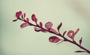 maroon leaves with dew drops