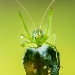 close up photography of green insect HD wallpaper