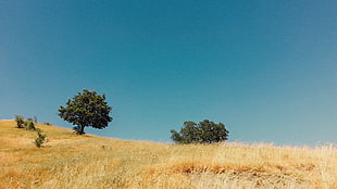 brown grass field, field, trees HD wallpaper