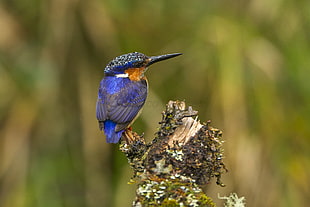 blue and brown humming bird perched on tree branch, kingfisher, madagascar