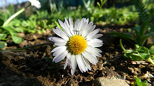 white daisy flower in closeup photography