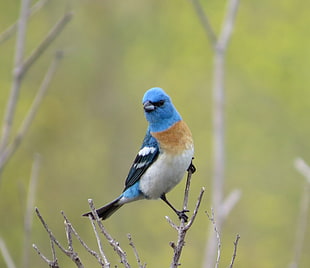 blue and white bird perched on twig at daytime, lazuli bunting