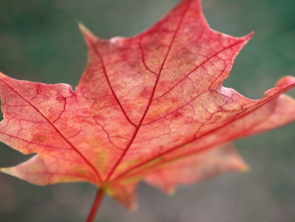 photo of red Maple leaf HD wallpaper