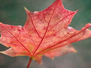 photo of red Maple leaf