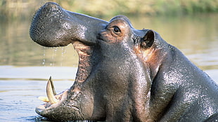 black hippopotamus in the river