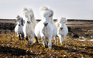 four white horses photo during day time