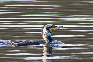 black and white duck on body of water, cormorant