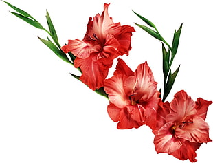 closeup photo of three red-and-white Hibiscus flowers in white background