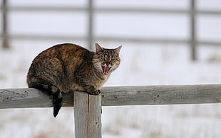 tortoiseshell cat on gray wooden fence