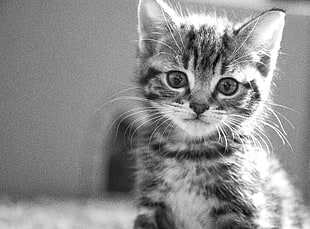 gray scale photo of Tabby Kitten