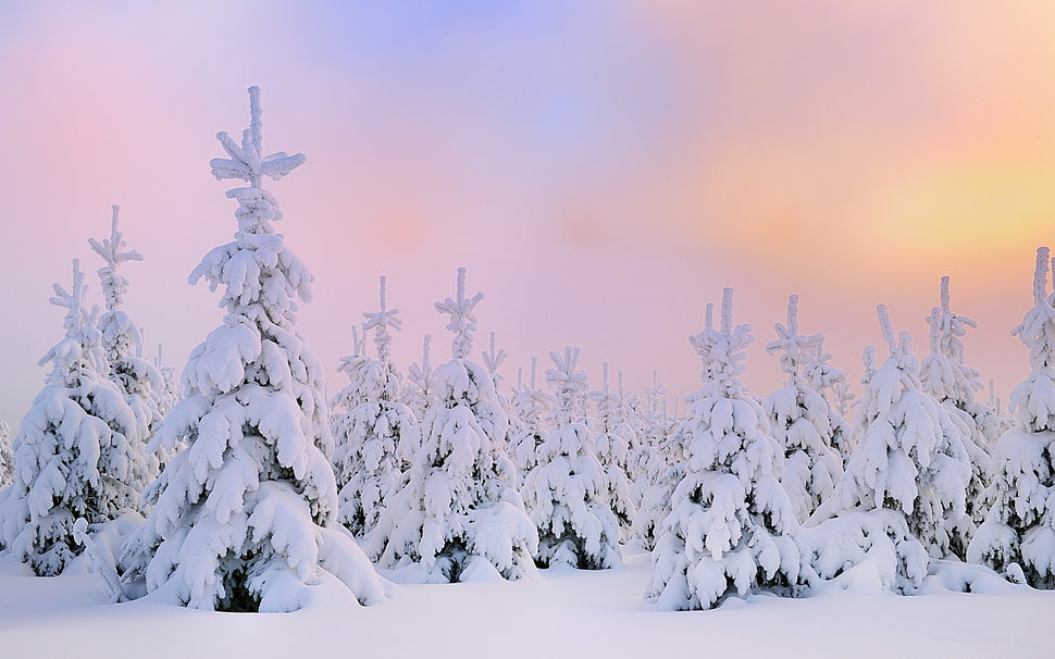 pine trees, snow HD wallpaper