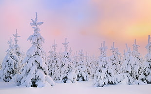 pine trees, snow