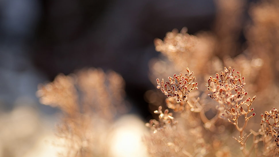 brown leaves in tilt shift lens photography HD wallpaper