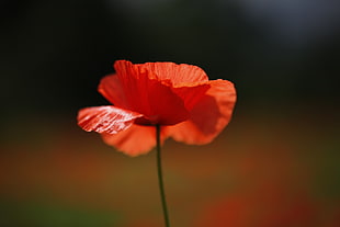 selective focus of red Poppy flower during day time