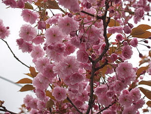 pink Cherry Blossoms in bloom at daytime