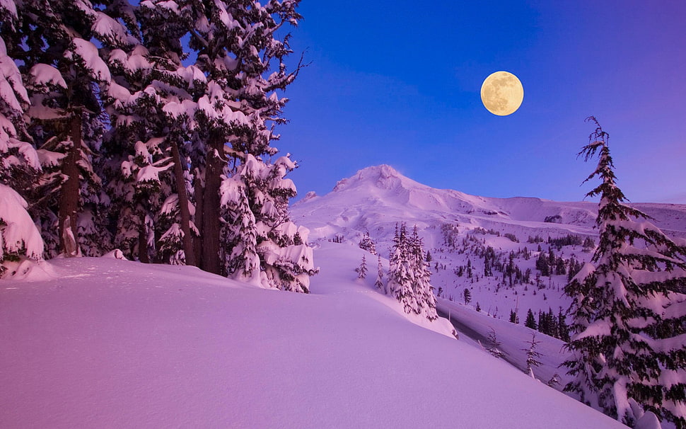 trees and mountain covered in snow illustration, plants, landscape, trees, Moon HD wallpaper