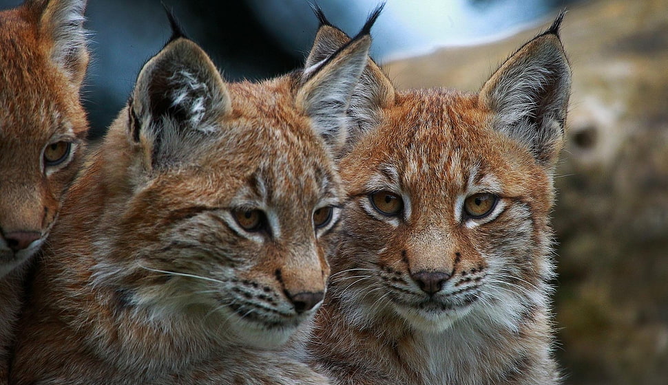 two brown tabby cats HD wallpaper
