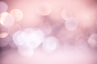 pink and white bokeh photography