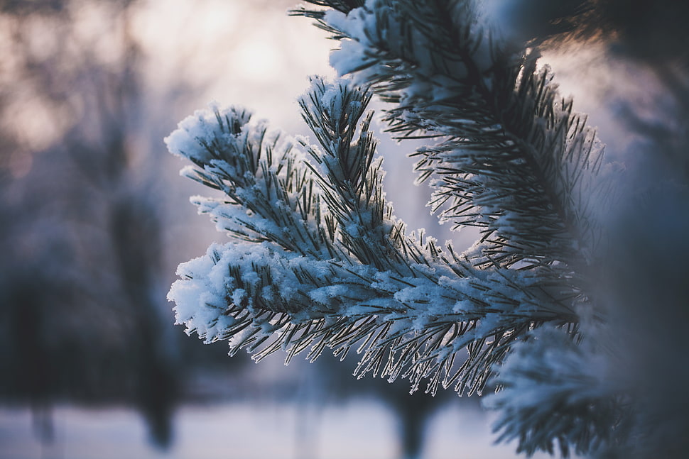 snow covered gray leaves HD wallpaper