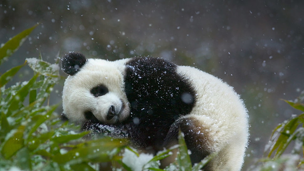 panda during daytime HD wallpaper