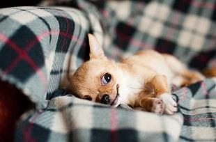 selective focus photography of tan Chihuahua lying on plaid textile