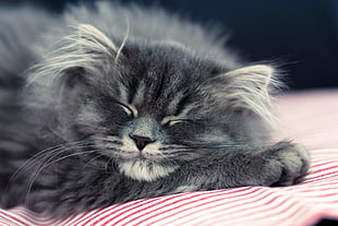 selective focus photography of silver tabby cat lying on red-and-white pad
