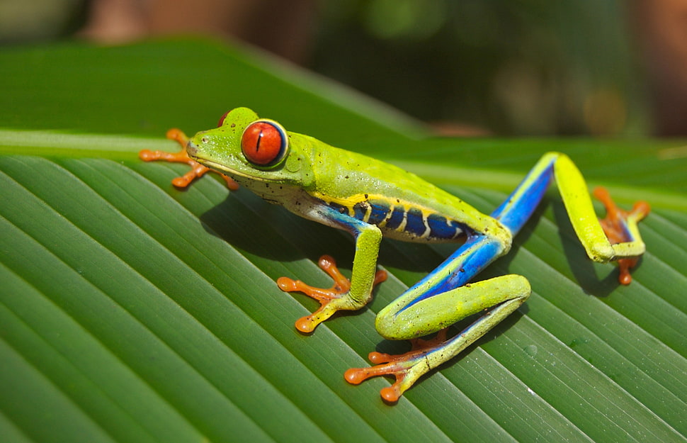 brown,blue and orange frog in leaf HD wallpaper