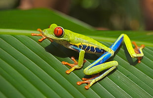 brown,blue and orange frog in leaf
